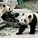 China Zoo Animals