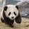 Chinese Baby Pandas