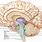 Choroid Plexus in Brain