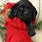 Christmas Black Lab Puppies