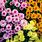 Chrysanthemum Species