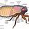 Cicada Anatomy