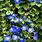 Climbing Plant with Blue Flowers