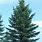Colorado Green Spruce Tree