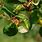 Common Apple Tree Pests