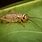 Common Cricket