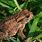Common Garden Toad