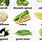 Common Garden Vegetables List
