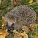 Common Hedgehog