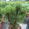 Compact Gem Leucodermis Pine