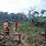 Congo Rainforest Deforestation
