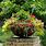 Container Gardening Plants