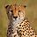 Cool Cheetah Portrait
