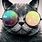 Cool Wallpapers of Cats