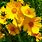 Coreopsis Tickseed Plant