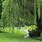 Corkscrew Weeping Willow Tree