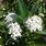 Cornus Alba Flowers