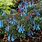 Corydalis Plants Blue