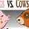 Cow vs Pig