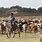 Cowboy Cattle Drive