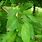 Crabapple Leaf