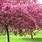 Crabapple Tree in Bloom