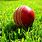 Cricket Ball in Ground