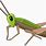 Cricket ClipArt Bug