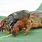 Cricket Insect Facts