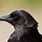 Crow's Beak