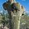 Crown Saguaro Cactus