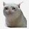 Crying Cat Discord Emoji