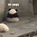 Cute Angry Panda