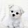 Cute Baby Maltese Puppies