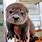 Cute Baby Sea River Otter