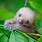 Cute Baby Sloths