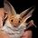 Cute Bat Species