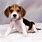 Cute Beagle Puppies for Adoption