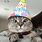 Cute Cat Birthday Images