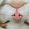 Cute Cat Nose