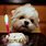 Cute Dog Birthday