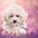 Cute Dog Wallpaper 1920X1080