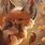 Cute Fox Drawing Wallpaper