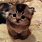 Cute Kitten ImageID