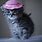 Cute Kitten Wearing Hat