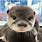 Cute Otter Face