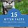 Cute Otter Facts