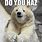 Cute Polar Bear Memes