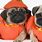 Cute Pug Costumes