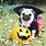 Cute Pugs in Costumes